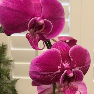 Meet your Posher, Shannon